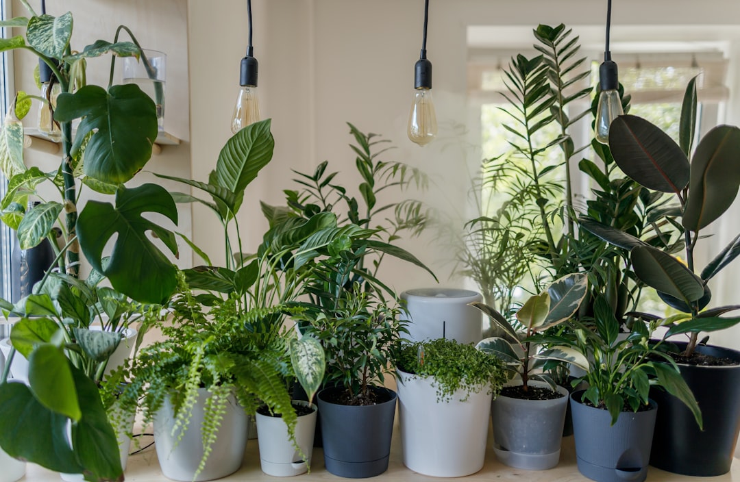 Plante de interior frumoase în living